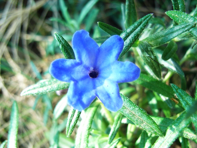 Lithodora rosmarinifolia